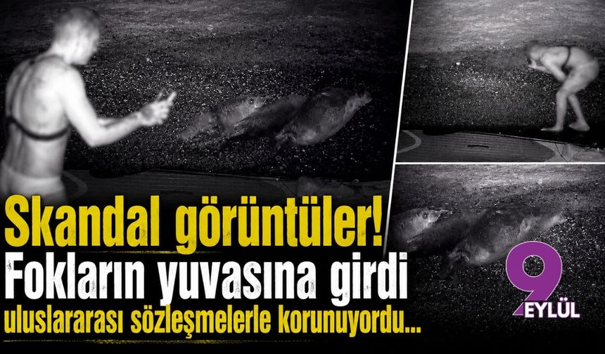 Karaburun'da skandal görüntüler: Fokların yuvasına girdi!