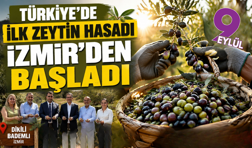 Türkiye’de ilk zeytin hasadı İzmir’den başladı