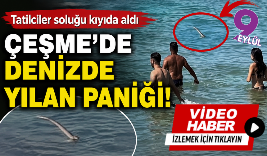 Çeşme’de denizde yılan paniği! Tatilciler soluğu kıyıda aldı