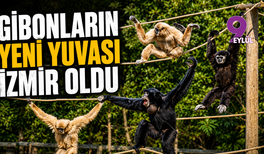 Gibonların yeni yuvası İzmir oldu