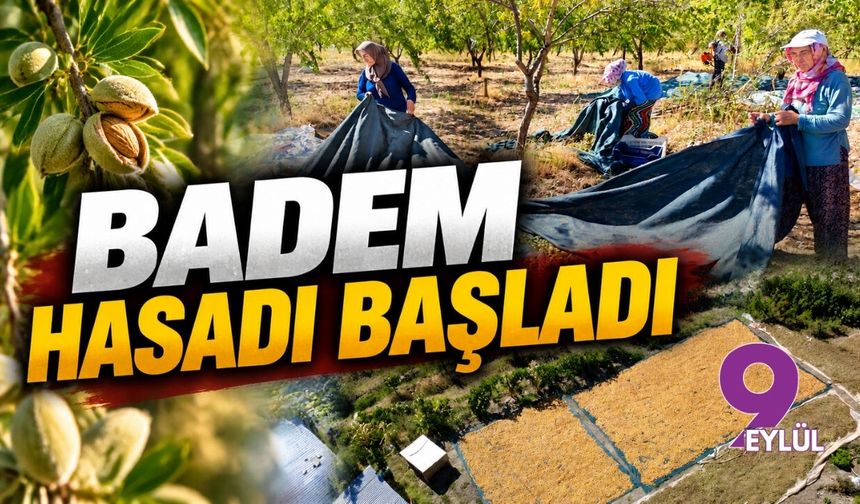 Badem hasadı başladı