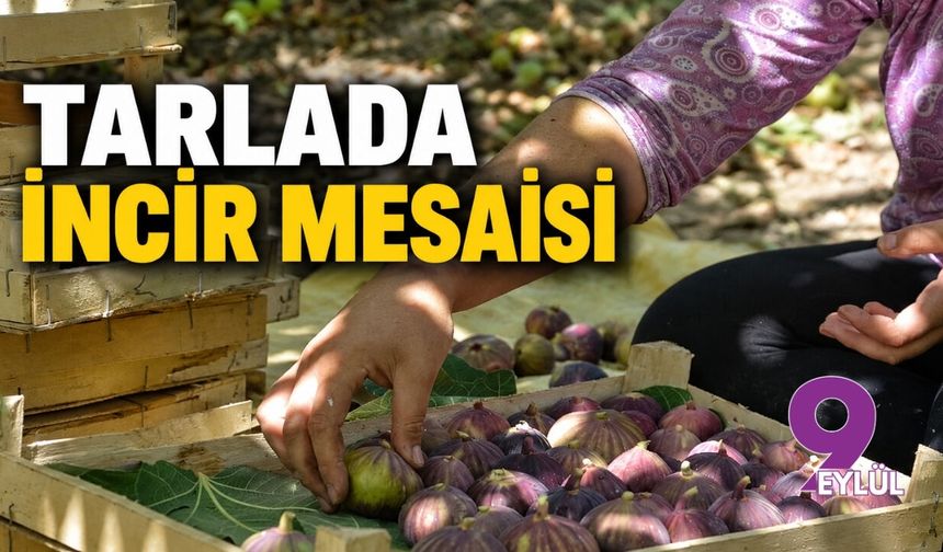 Tarlada incir mesaisi
