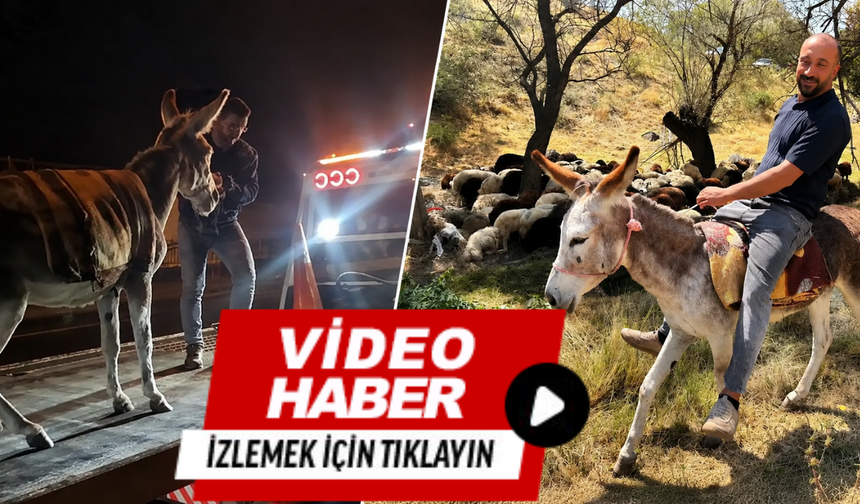 Eşeği çekiciyle götürdüler!
