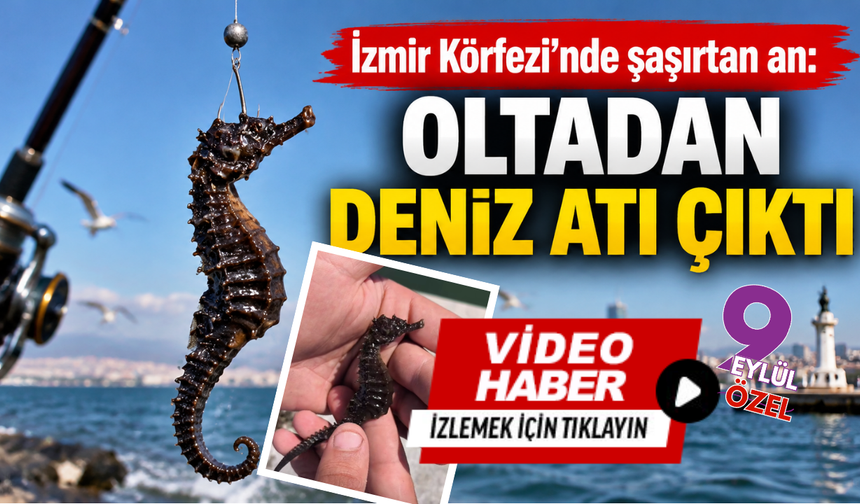 İzmir Körfezi’nde şaşırtan an: Oltadan deniz atı çıktı