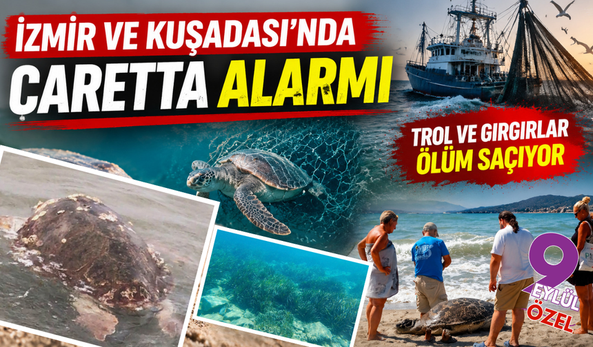 İzmir ve Kuşadası kıyılarında alarm: Caretta caretta ölümleri endişe yarattı
