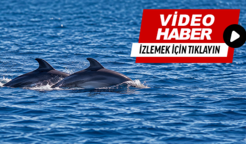 Güzelbahçe sahilinde yunus sürprizi