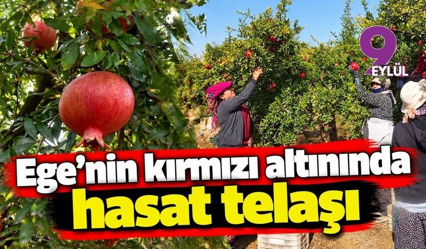 Ege'nin kırmızı altınında hasat telaşı