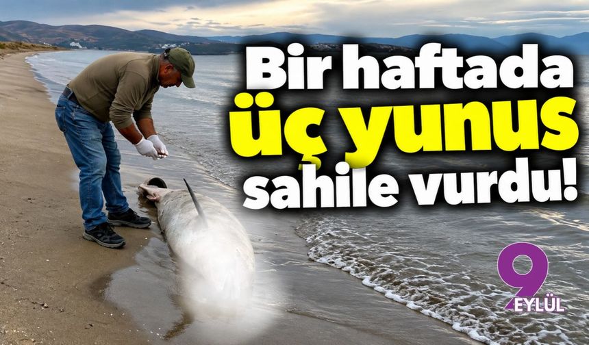 Bir haftada üç yunus sahile vurdu!
