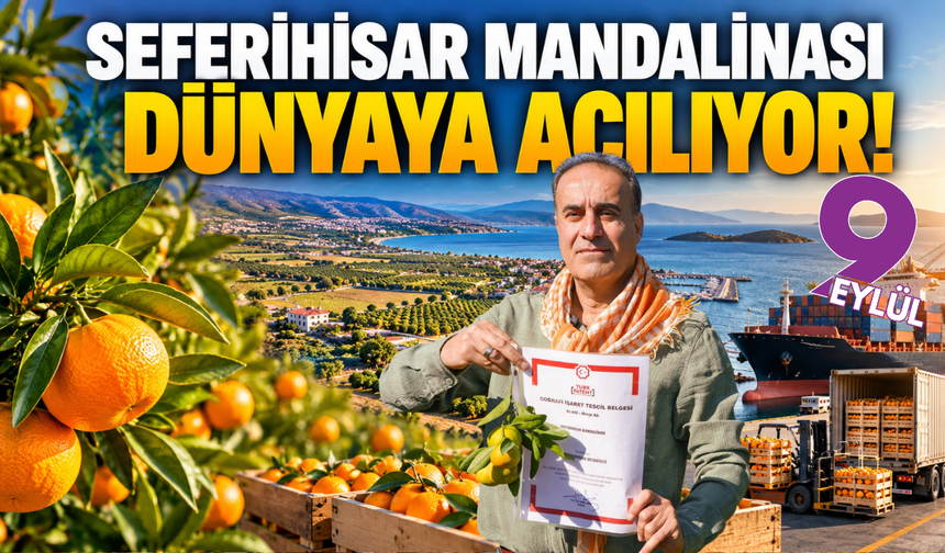 Seferihisar mandalinası dünyaya açılıyor!