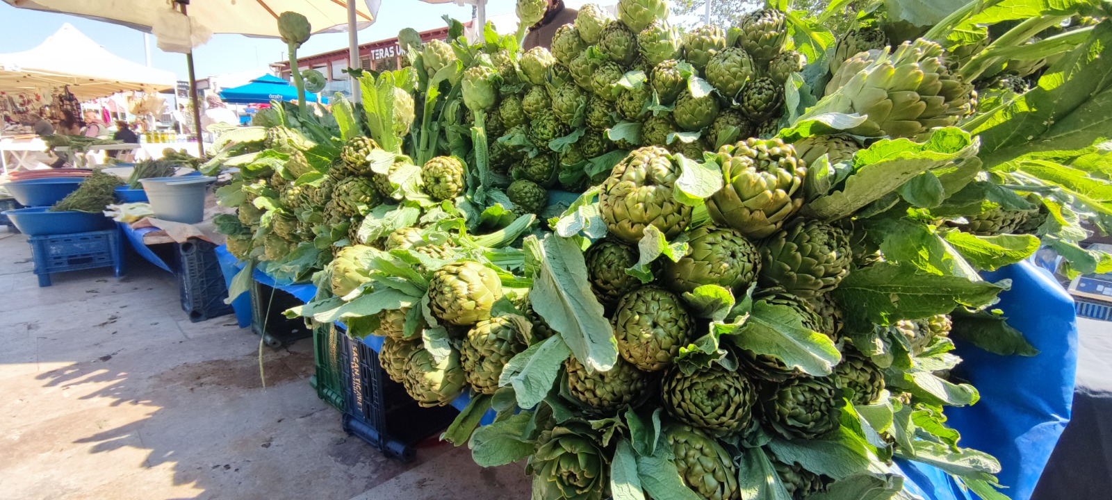enginar fotoğrafları  (1)