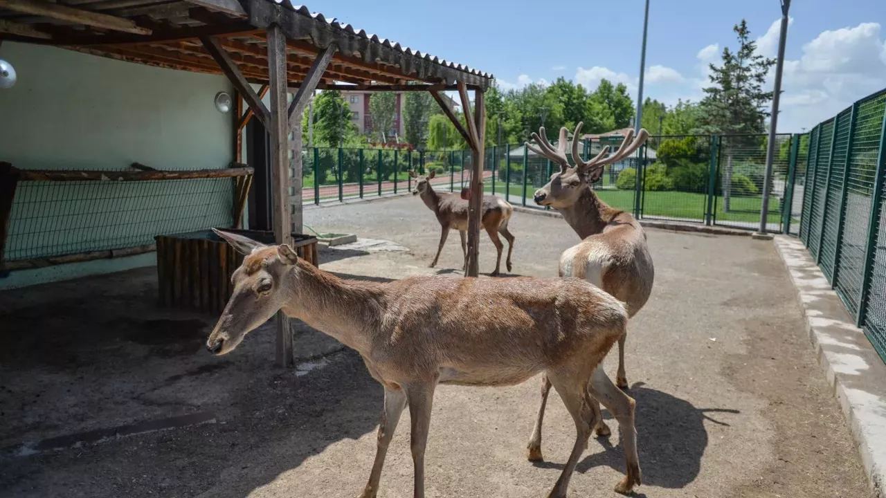 Ankara Yeni Hayvanat Bahçesi Nerede