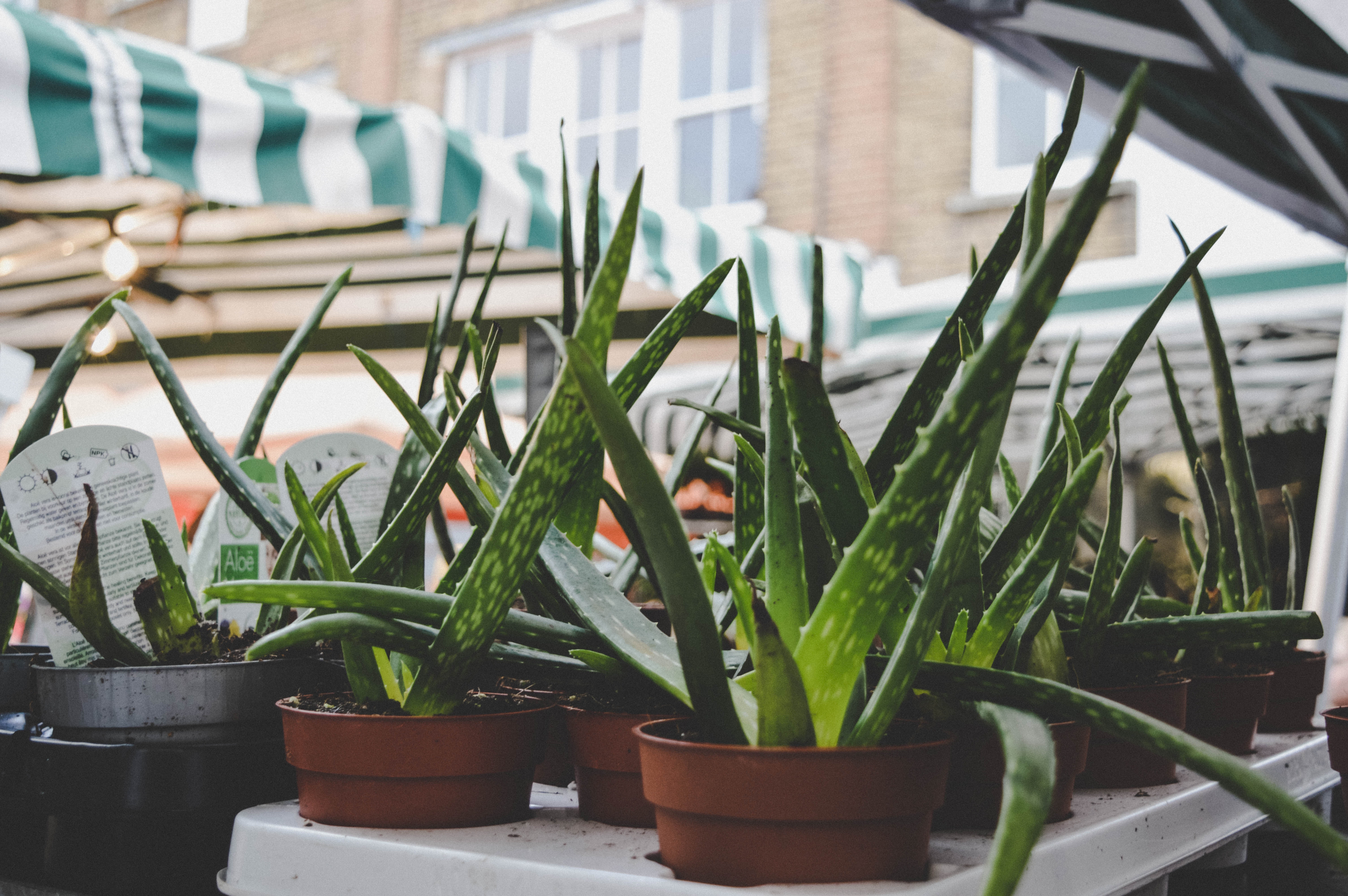 Evde Aloe Vera Yetiştirmenin Püf Noktaları