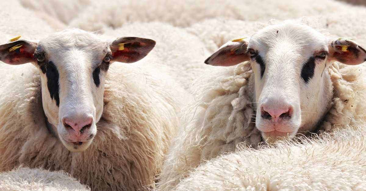 İslami usullere göre kurban nasıl kesilir? Kurban eti nasıl pay edilir? Kurban kesilirken ne duası okunur?