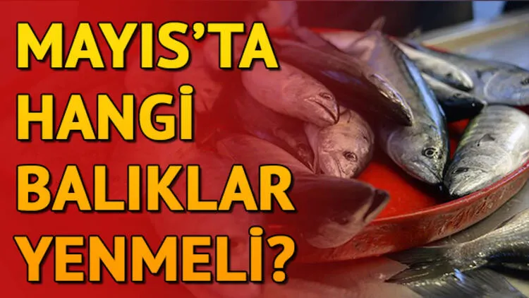 MAYIS AYINDA HANGİ BALIK YENİR?