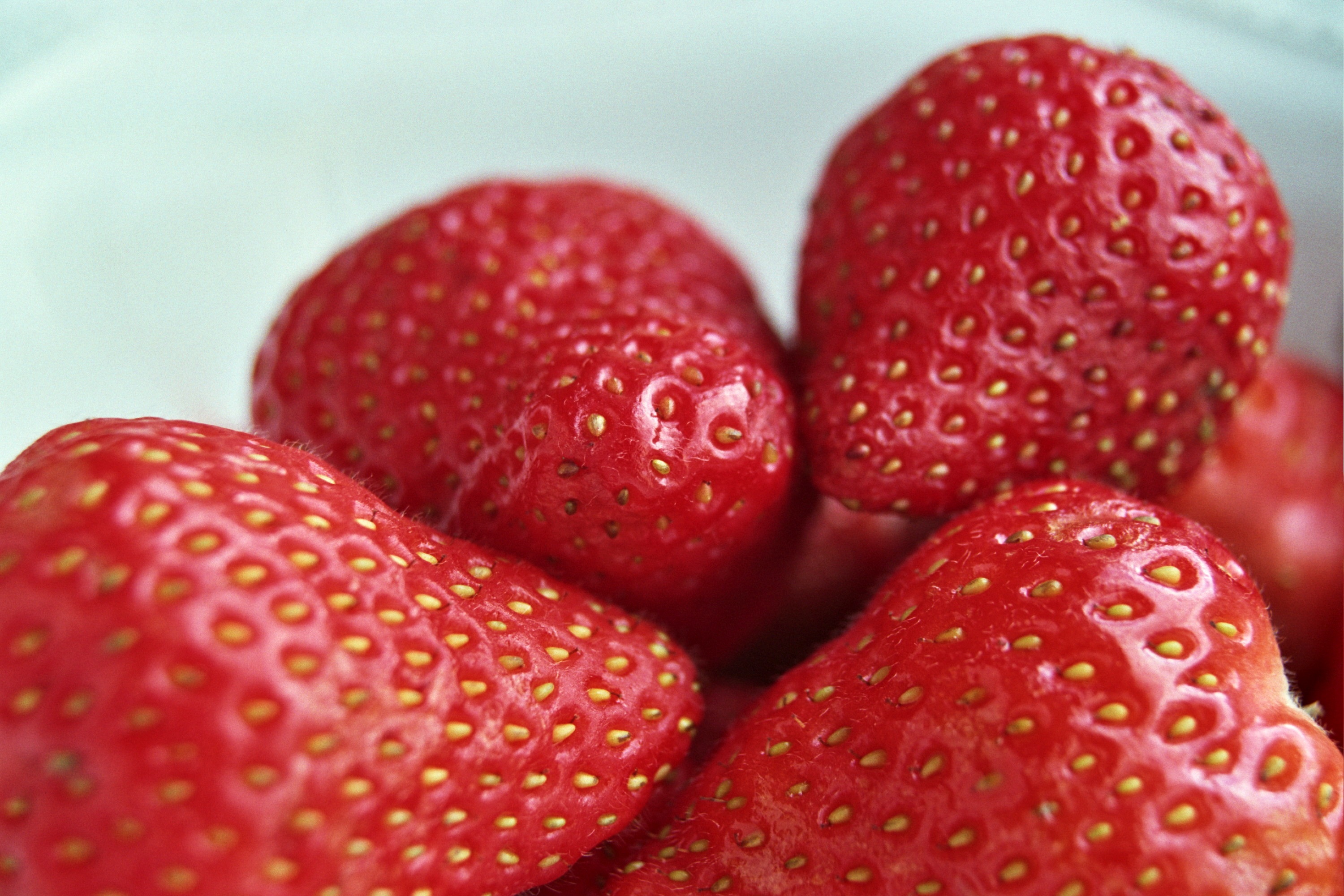 food-fruit-strawberries-plant-berry-strawberry-550855-wallhere.com
