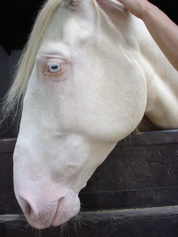 albino-at