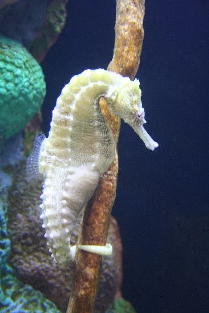albino-denizati