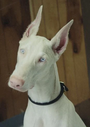 albino-doberman