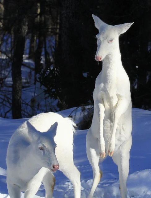 albino-geyik