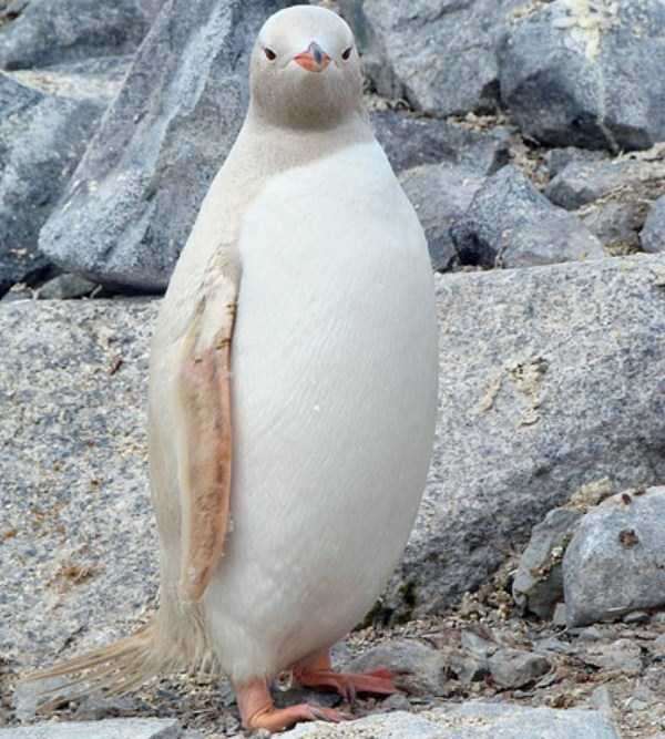albino-penguen