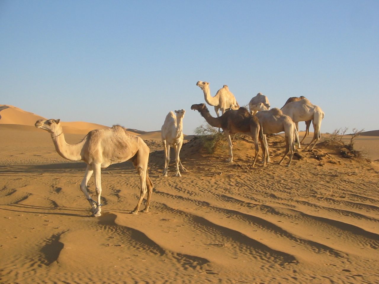 Aziziyah-Libya 