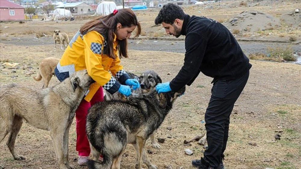 Kuduz hastalığı nedir? Kuduz hangi hayvanlardan bulaşır? Kuduz hastaları sudan neden korkar?2
