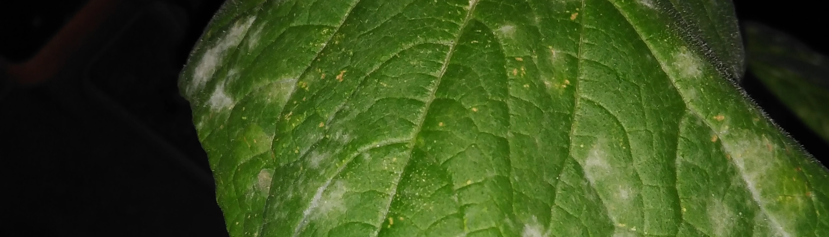 Mildiyö Hastalığı nedir? Külleme hangi bitkilerde görülür, nasıl önlenir?1