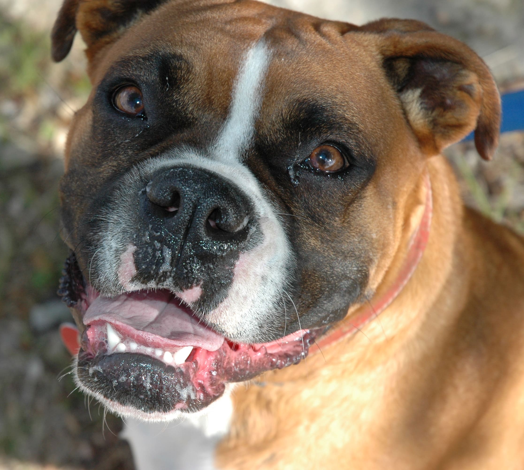 Yapay zekaya göre bakılması en kolay olan köpek ırkları3