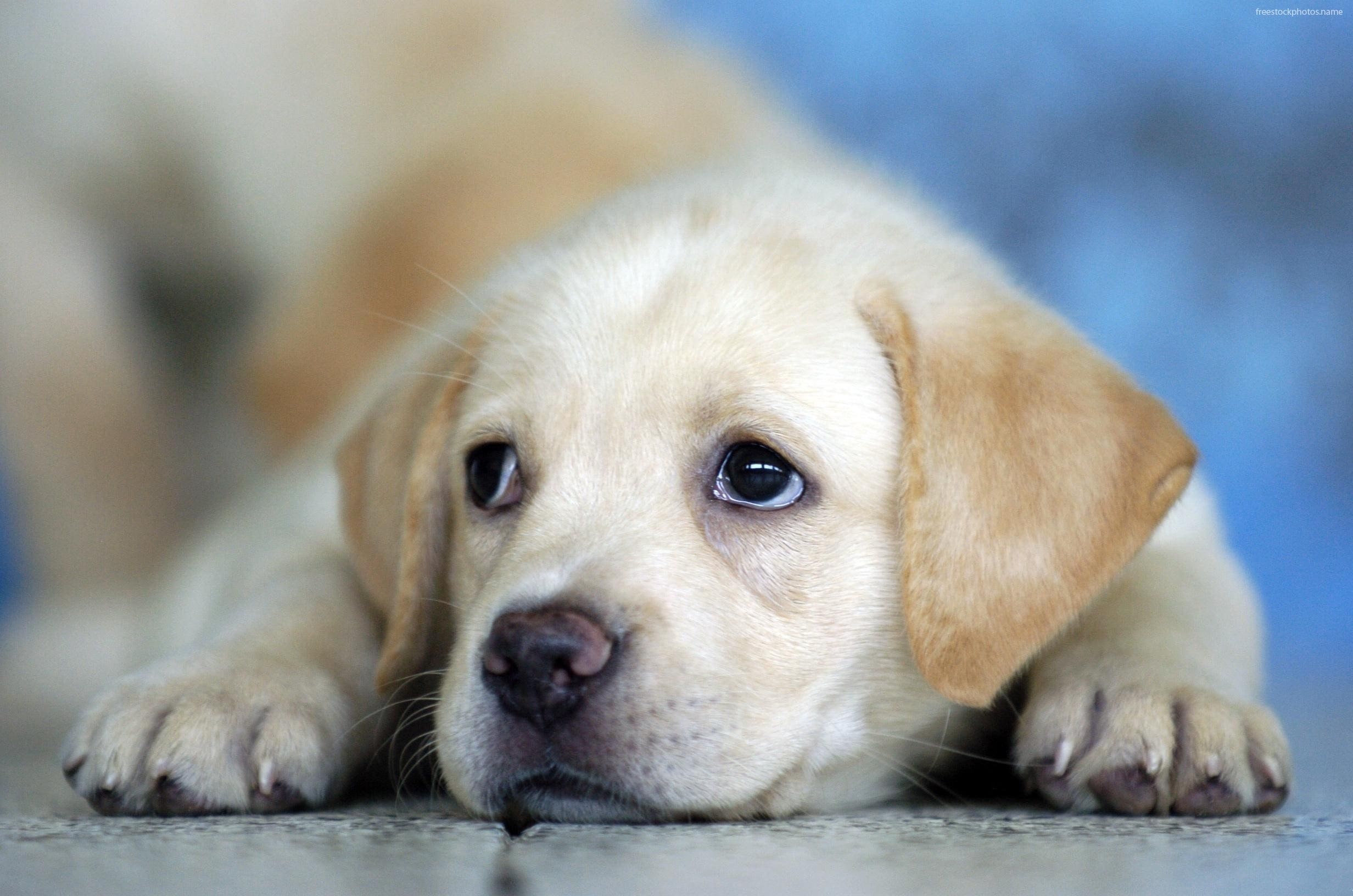 Yapay zekaya göre bakılması en kolay olan köpek ırkları4