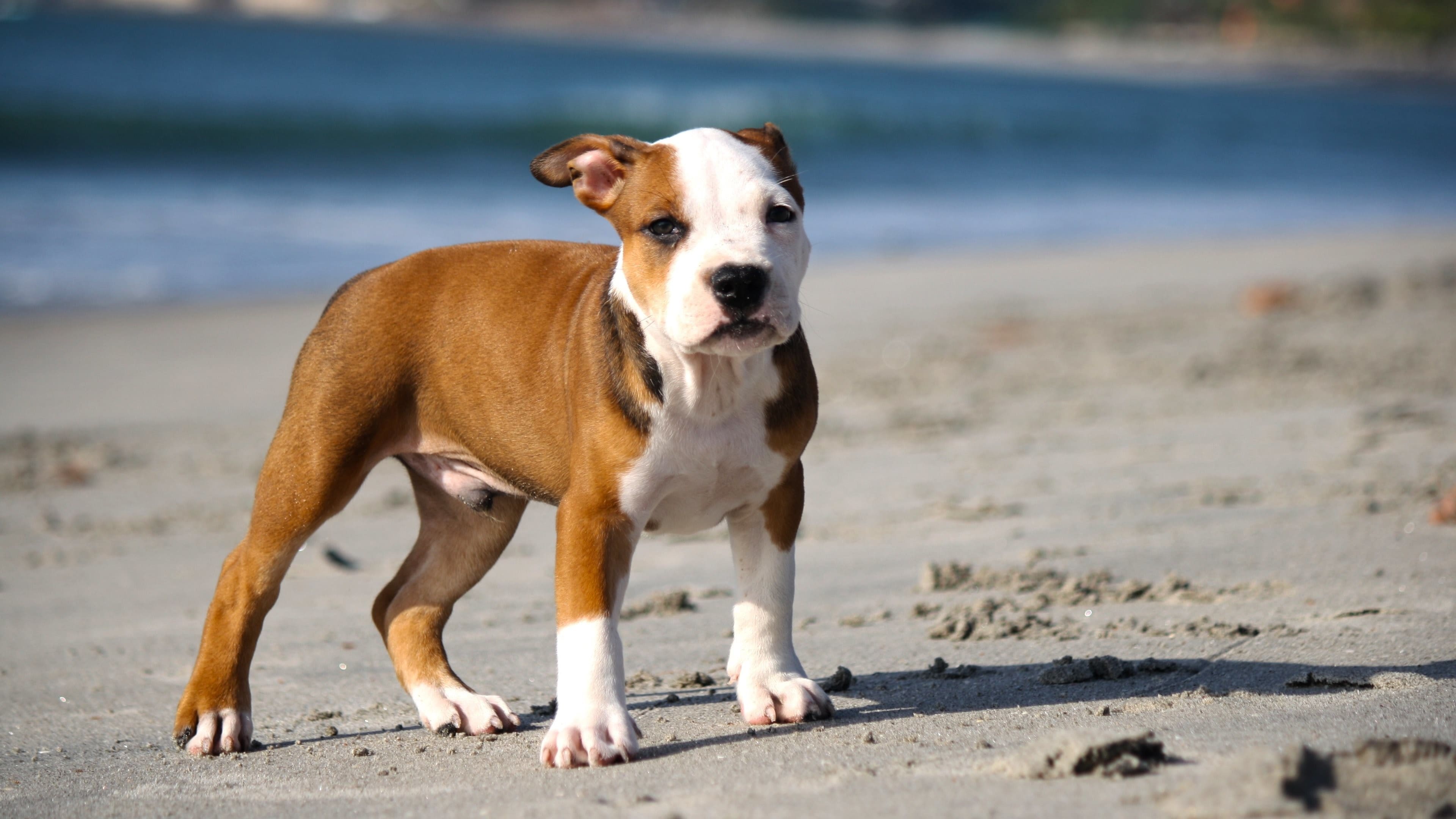 Yapay zekaya göre bakılması en kolay olan köpek ırkları5