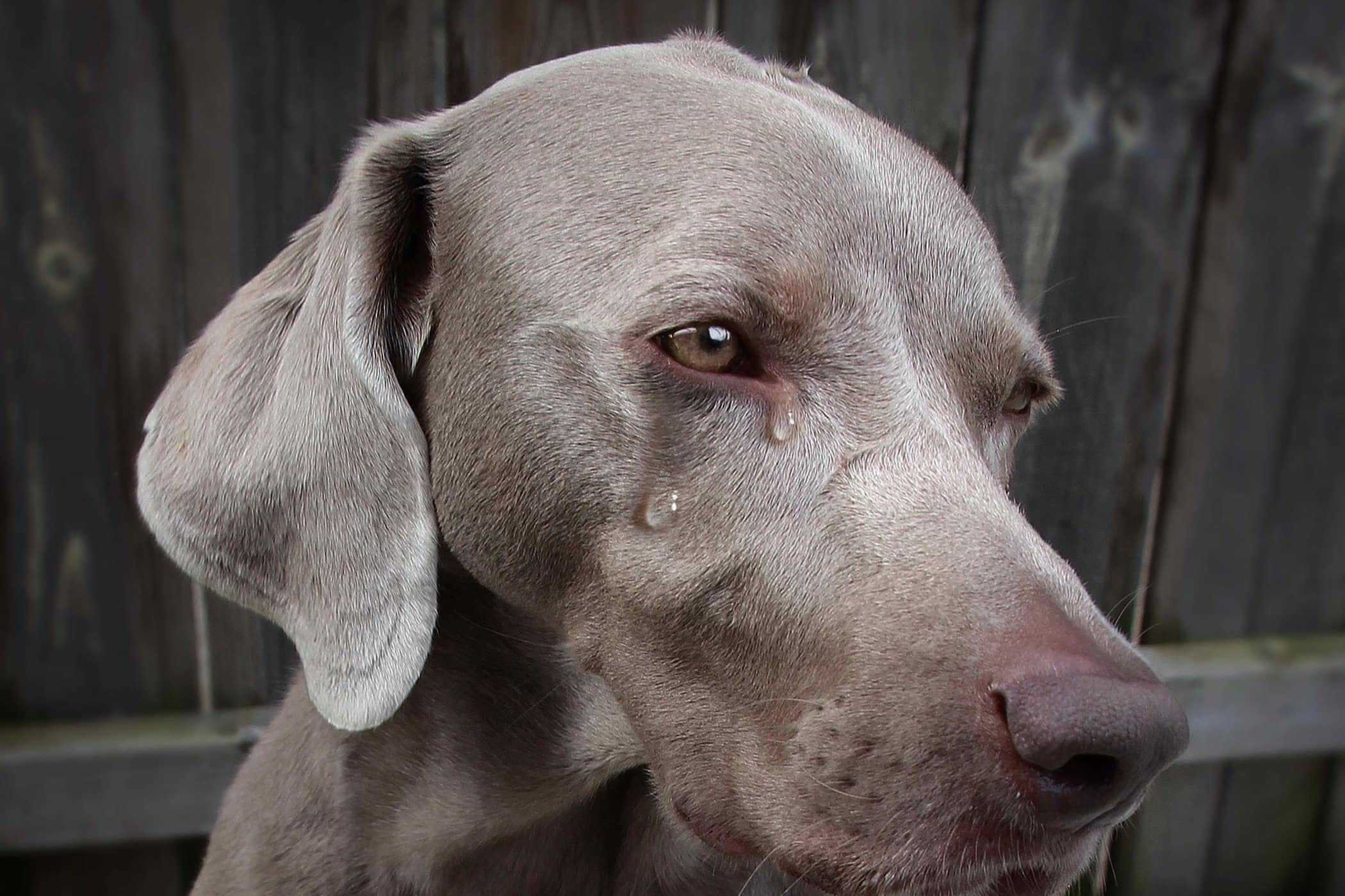 Yapay zekaya göre bakılması en kolay olan köpek ırkları7