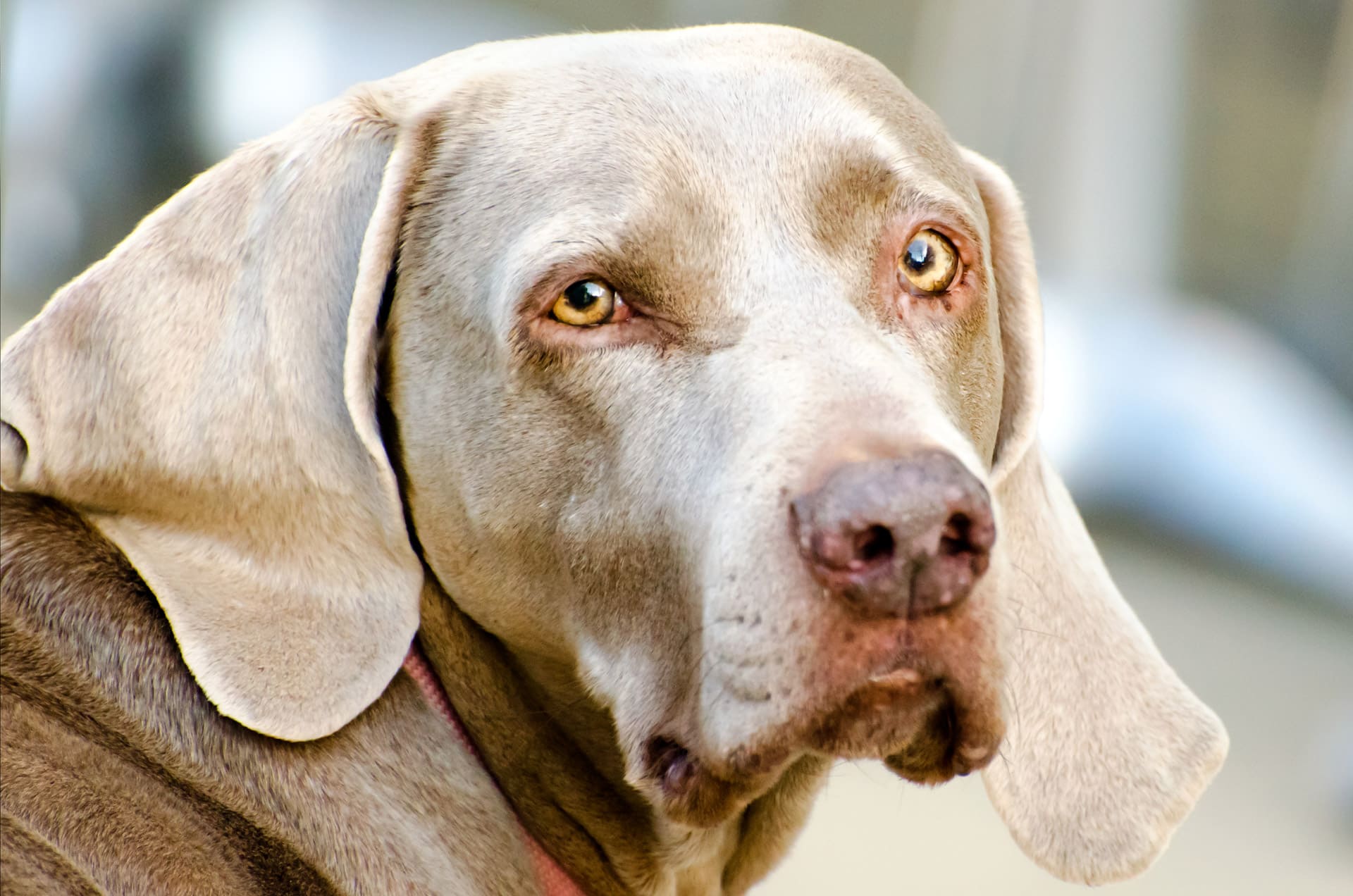 Yapay zekaya göre bakılması en kolay olan köpek ırkları8