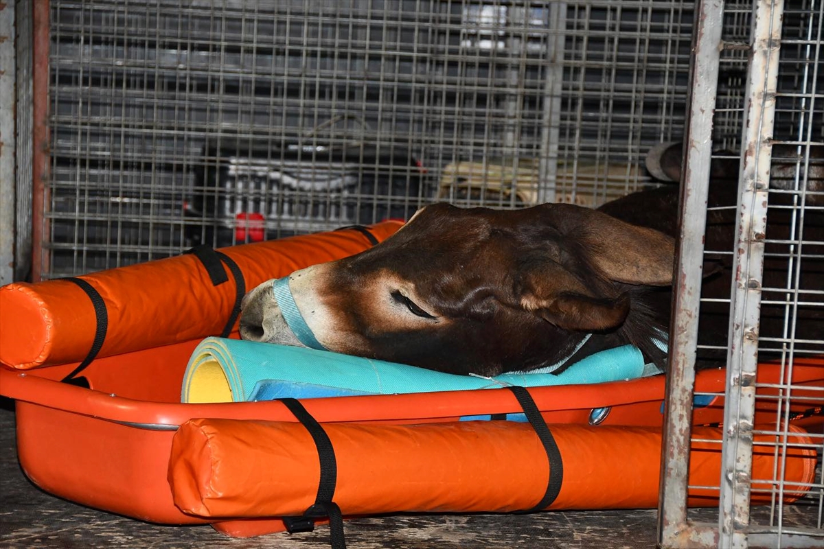 AA-20230928-32261165-32261164-FETHIYEDE_DENIZE_DUSEN_ESEK_KURTARILDI