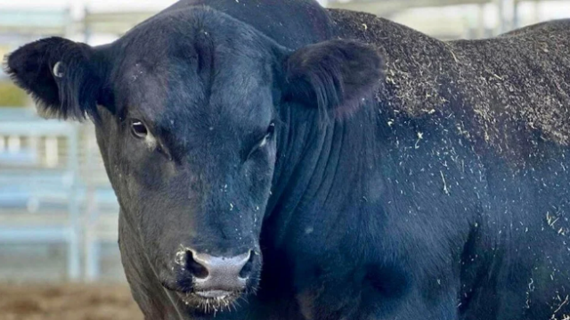 bu-bir-dunya-rekoru-956-kilogramlik-boga-150-16300620_5561_m