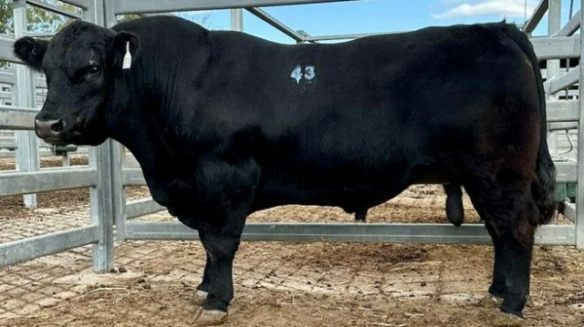 bu-bir-dunya-rekoru-956-kilogramlik-boga-150-16300620_6778_m