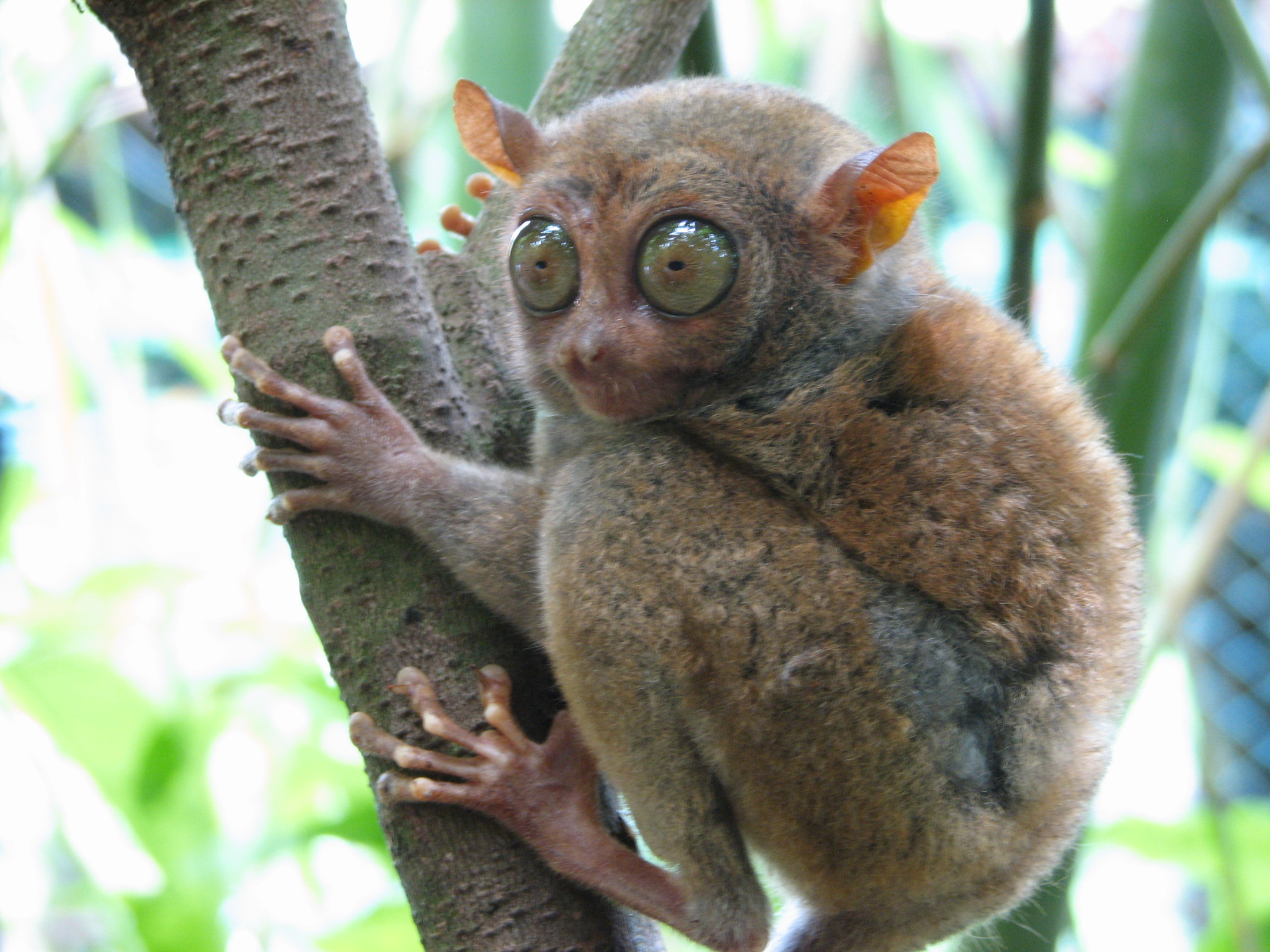  Keseli Tarsius