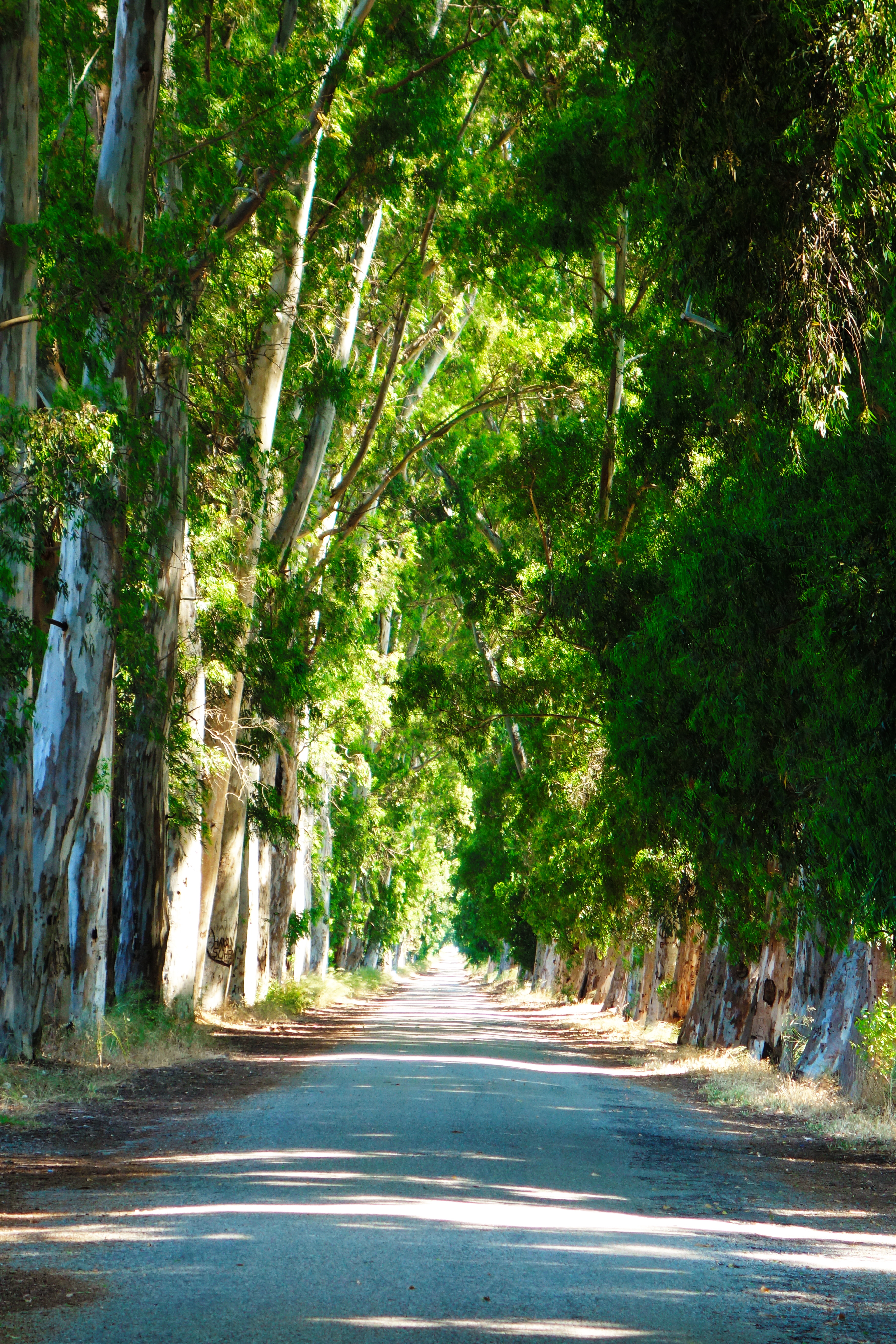 Gökova Aşıklar Yolu-1