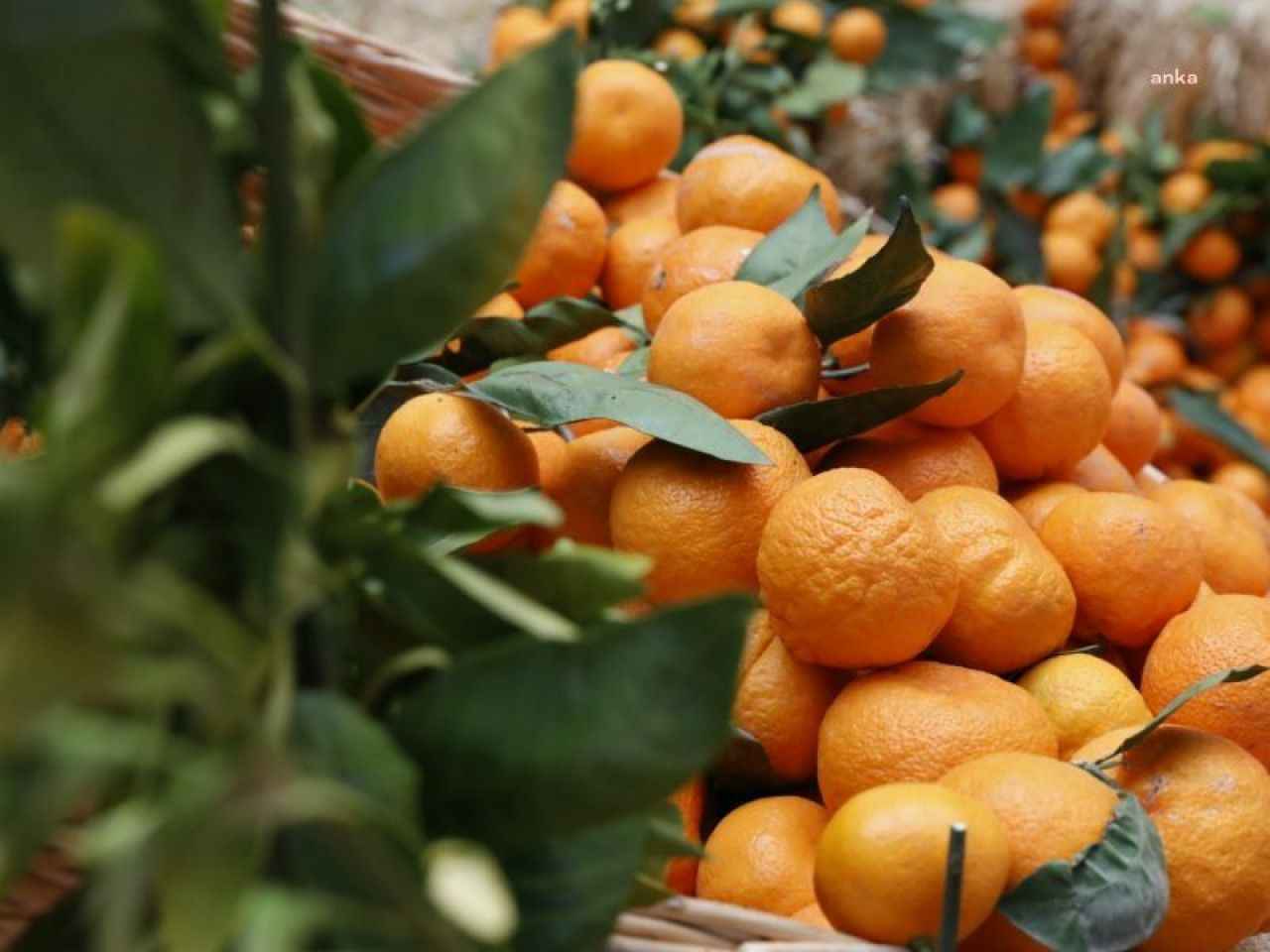 Shisar Mandalina (1)