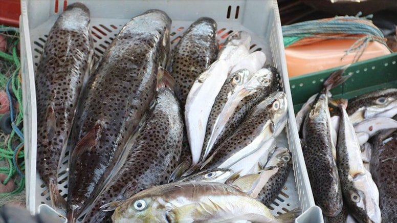 Balon Baligi Aajpg Ii Ax4 Qyri0A G Q C Vn Tfd2Q A