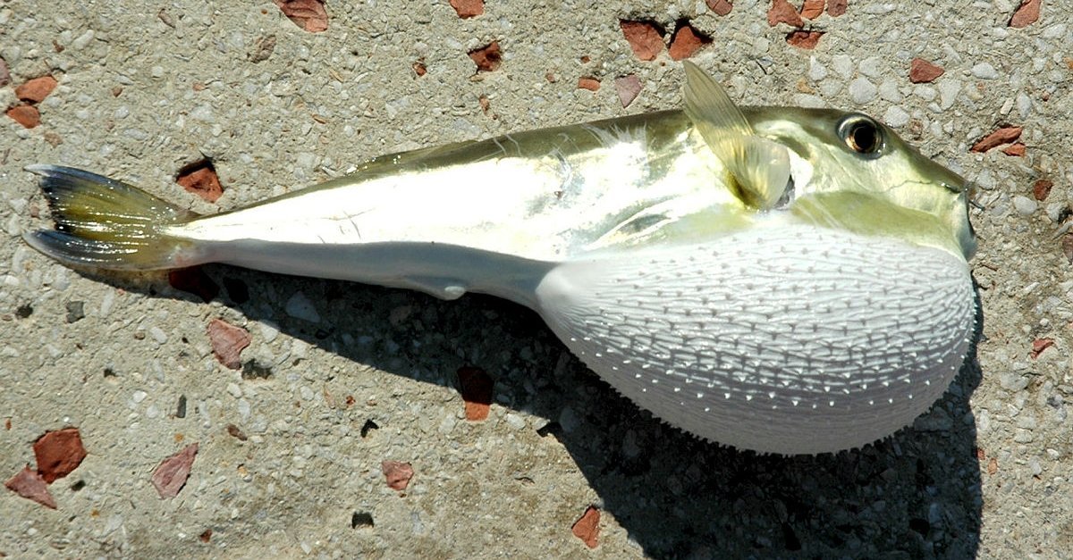 Balon Baligi Zehirli