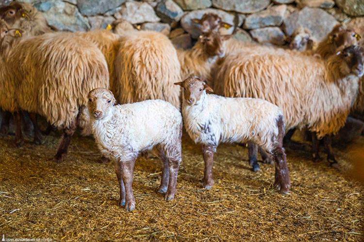 Kaçeli Koyunları Izmir