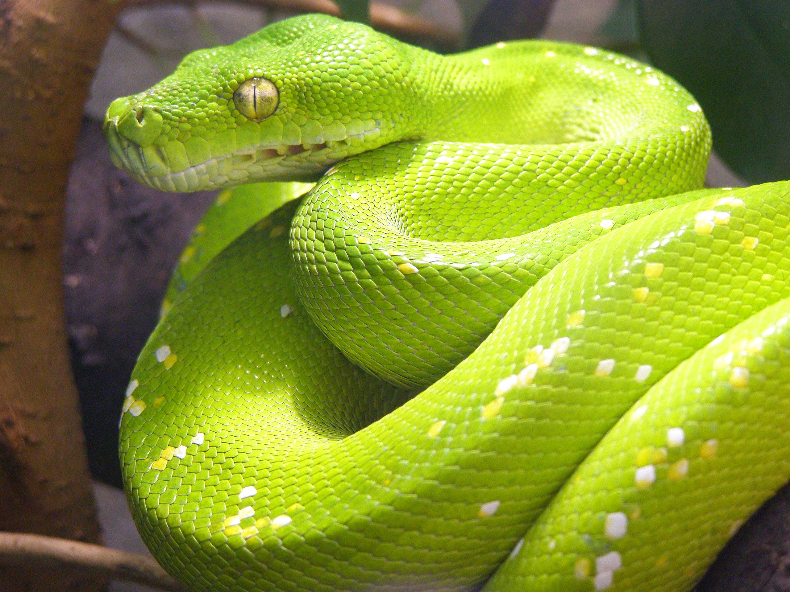 Boomslang