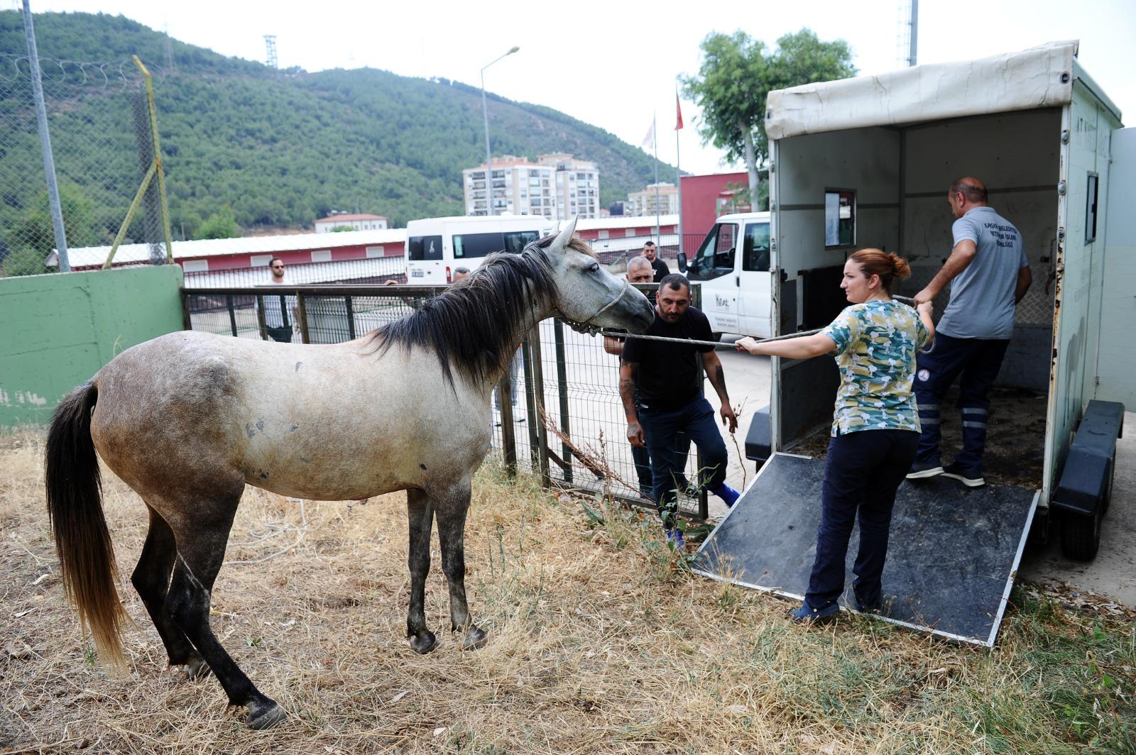 Karşıyaka’da Başıboş At Operasyonu-1