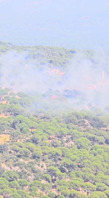 İzmir'de Bir Yangın Daha Çam Fıstığı Ağaçlarıyla Kaplı Arazi Yanıyor! (2)