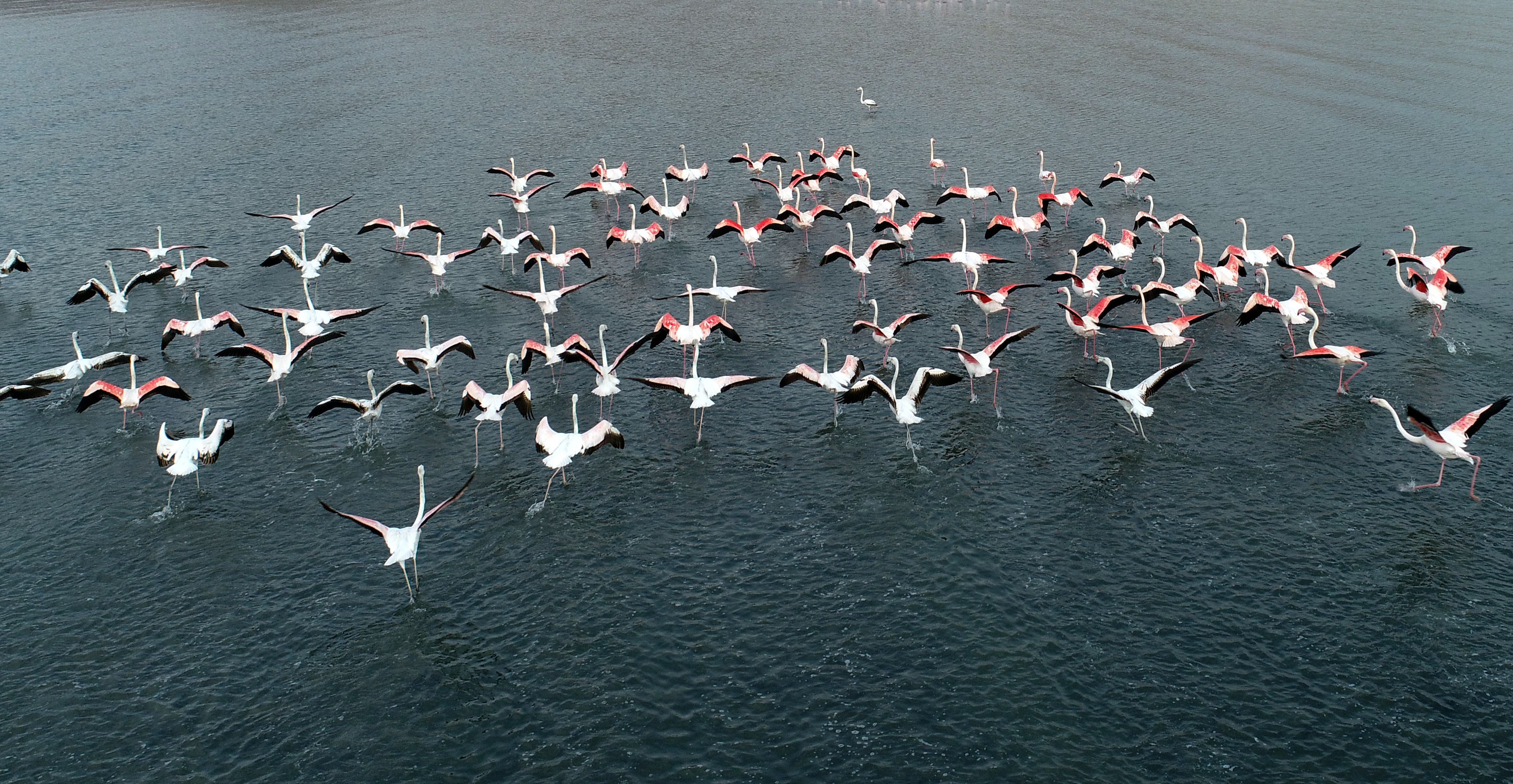 Van Gölüne Flamingo Akını Geç Geldiler Ama Çok Geldiler!4 (3)