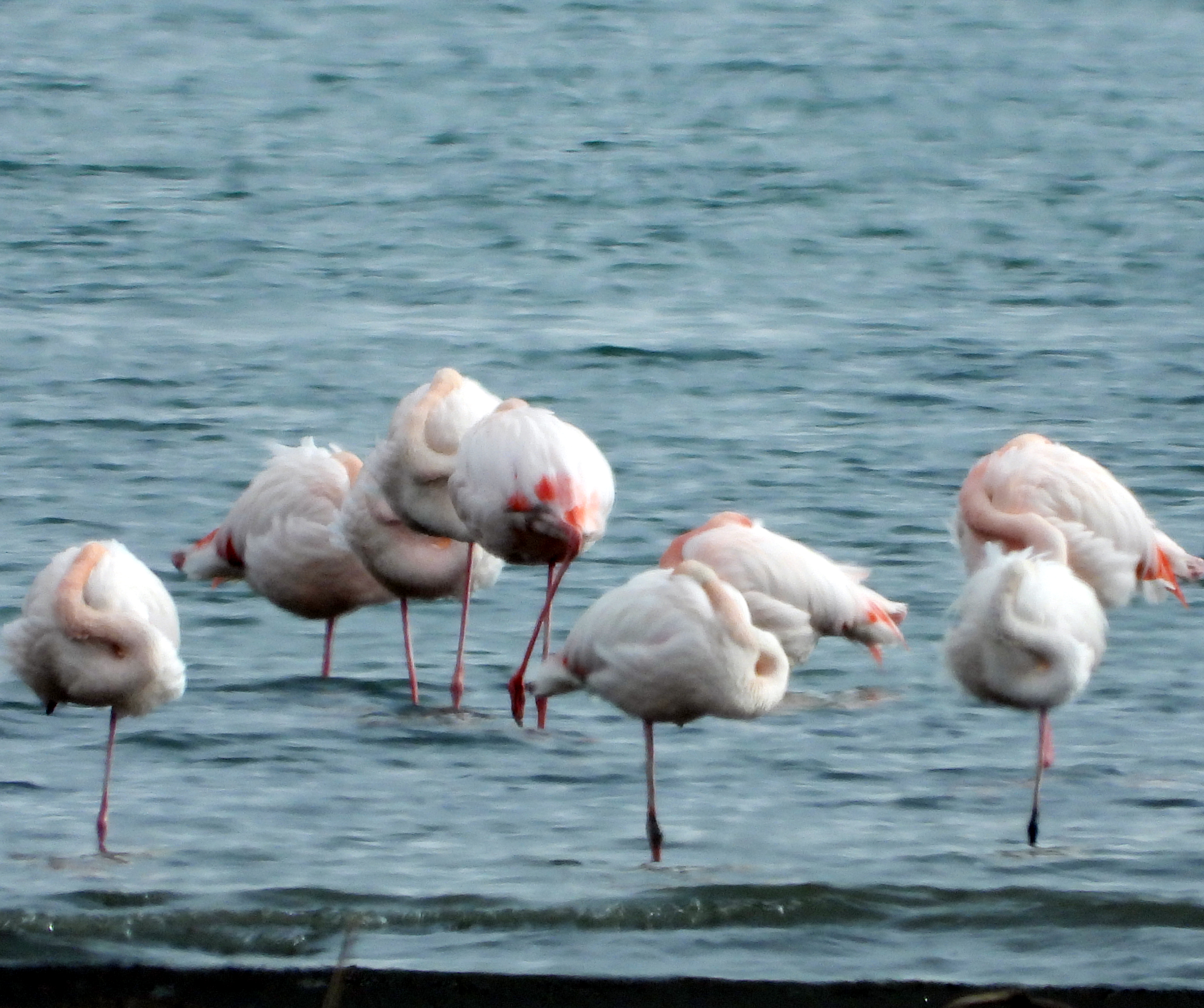 Van Gölüne Flamingo Akını Geç Geldiler Ama Çok Geldiler!4 (4)