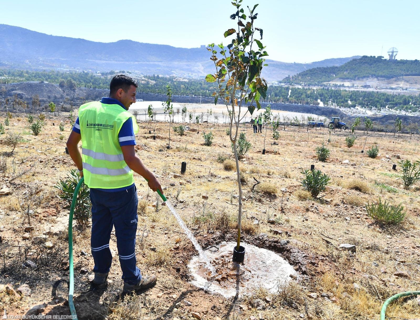 Yangınların Etkilediği 15 Bin Ağaç Tedavi Edilerek Hayatta Tutulacak-5