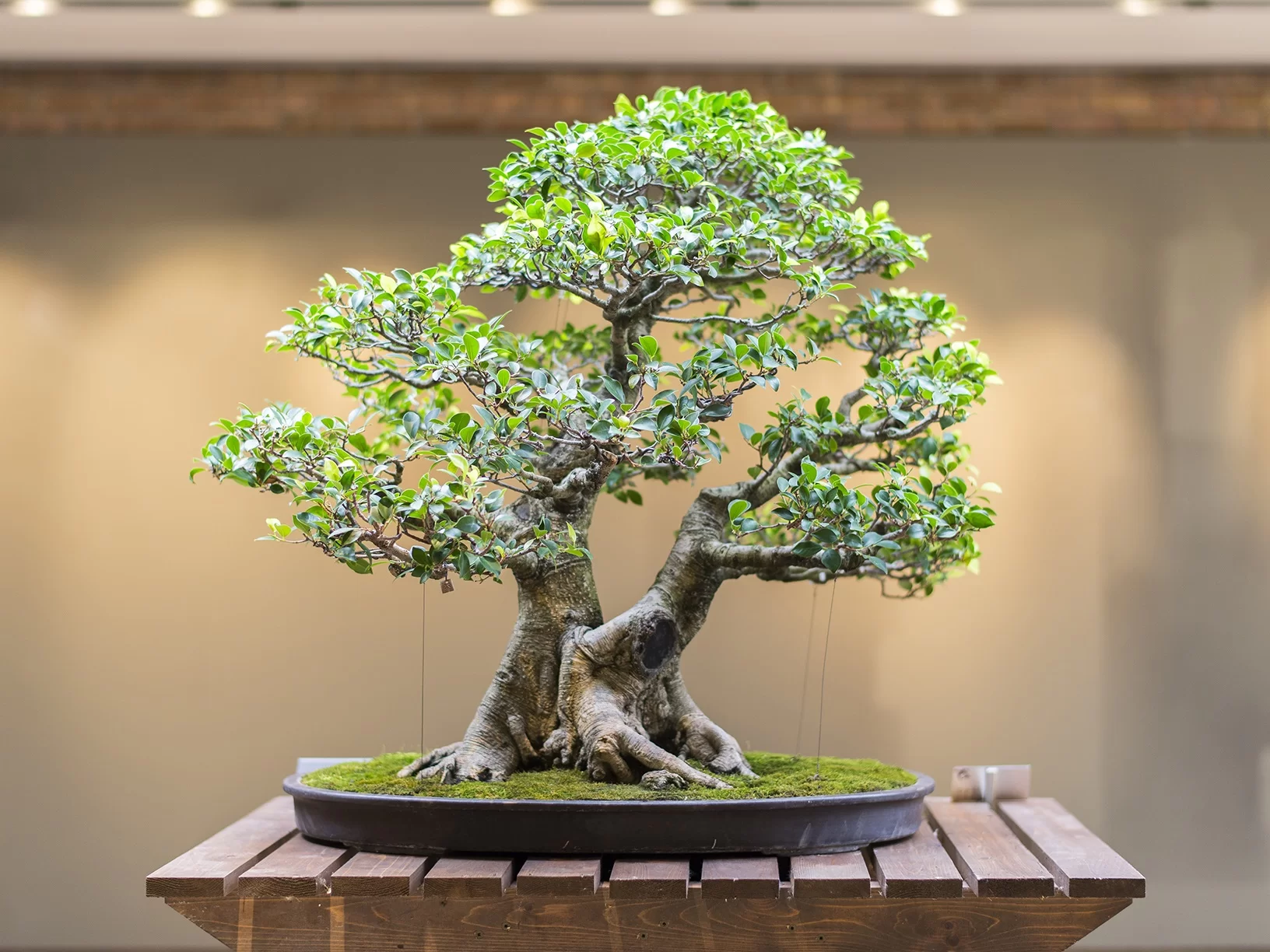 Bonsai-1