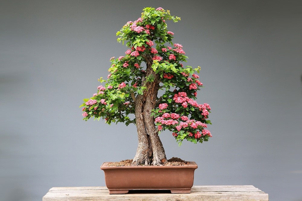 Bonsai-3