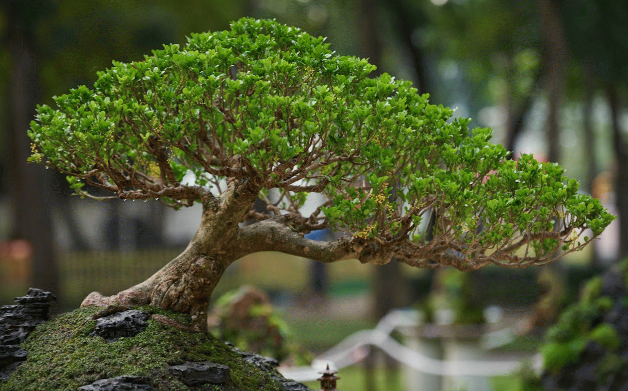 Bonsai